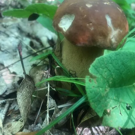Au Repere De La Truffe *