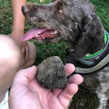 Au Repere De La Truffe * Campagne (Dordogne)