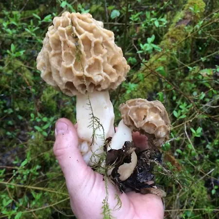 Au Repere De La Truffe * Campagne (Dordogne)